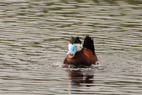 Drake Ruddy Duck J Clark Salyer NWR North Dakota Summer D Flickr