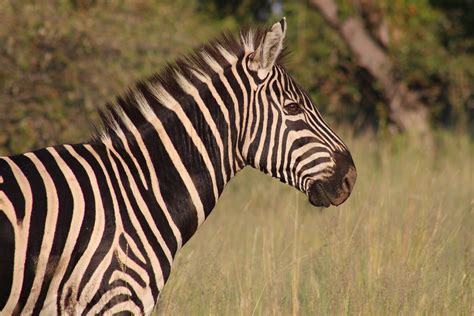 Free Images Landscape Nature Grass Wilderness White Animal