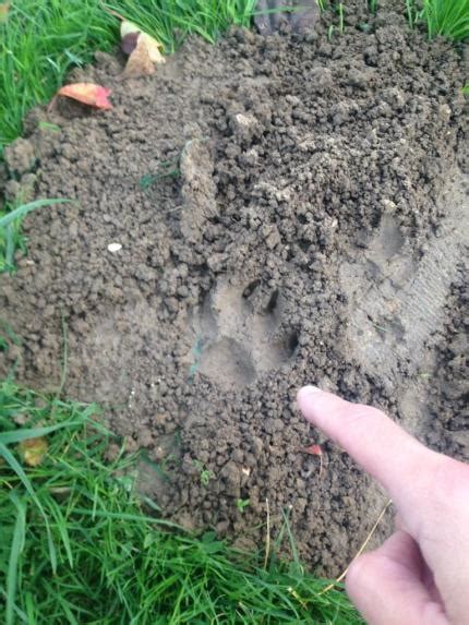 Tiger On The Loose Near Disneyland Paris