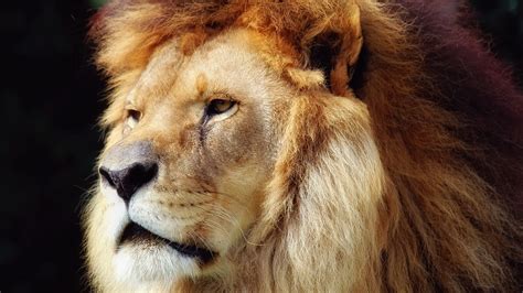 Cool Lion Wallpapers 69 Images