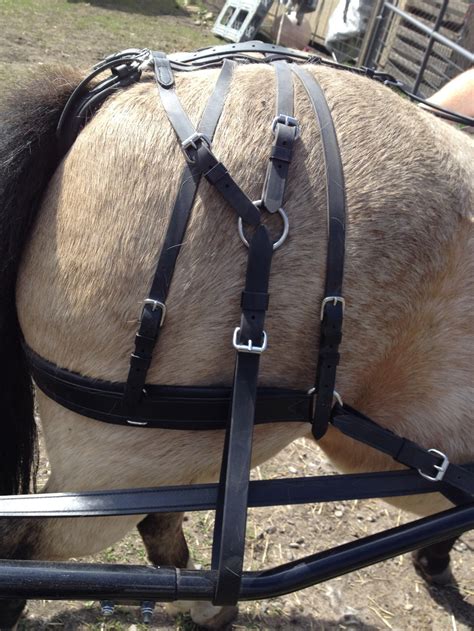 3 Point Adjustable Kicking Strap Discourages The Horse From Kicking