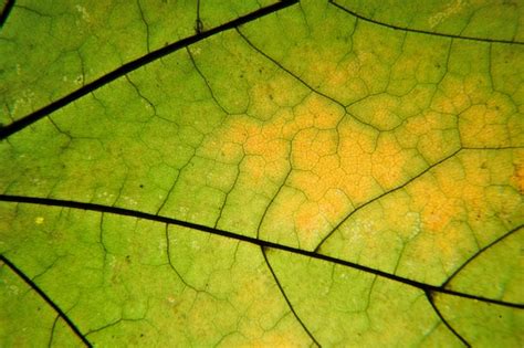 Premium Photo Autumn Leaf Macro Leaf Veins Close Up