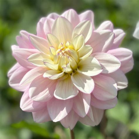 Charlotte Mae – Posy Co.