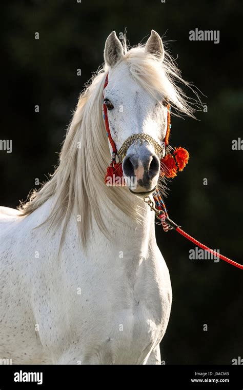 White Arabian Stallion Portrait With Traditional Decorated Halter