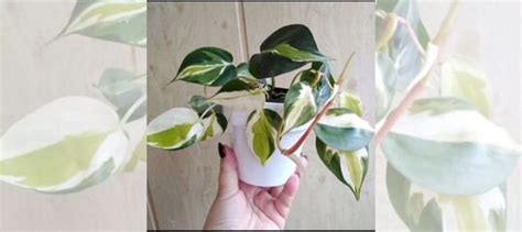 Филодендрон купить в Твери | Товары для дома и дачи | Авито