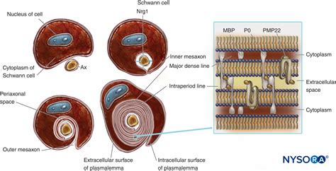 Myelinated Nerve Fibers Histology