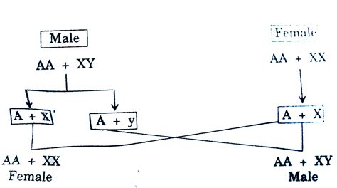 Explain The Mechanism Of Sex Determination In Insects Like Drosophila And Grasshopper