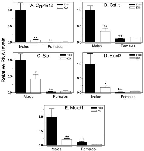 Hepatocyte STAT5ab Positively Regulates Class I Male Specific Liver