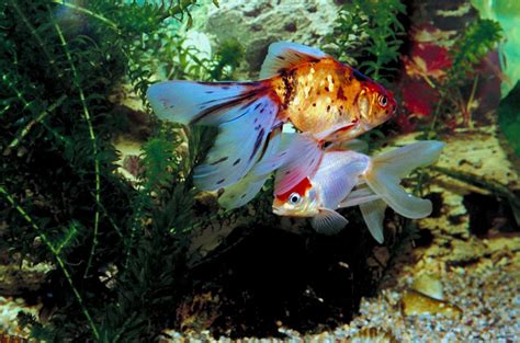 What Fish Can Live With Goldfish Myfriendlypets Pets Care