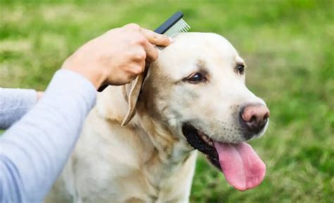 How To Groom A Labrador Perfectly? (In-depth)