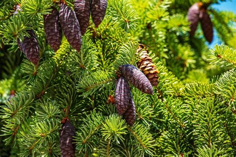 Needles and Cones of Picea Mariana, Black Spruce. Stock Photo - Image ...