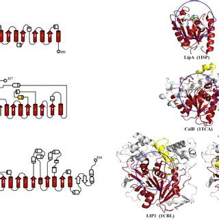 The Topological Structures Of Monomeric Globular Lipases Lipa A Calb