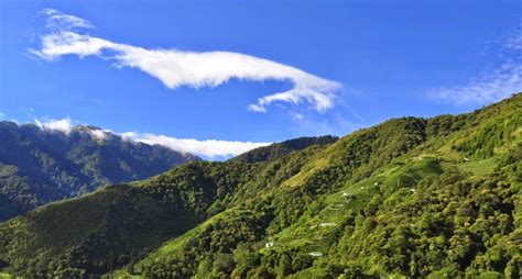 Tea Masters: Good morning Lishan!