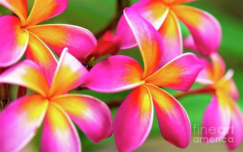 plumeria colors  justin beveridge blog