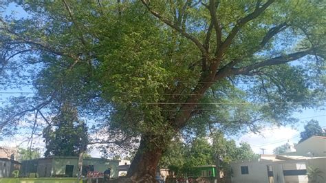 ¡adiós A Un Gigante Rayo Incendia Centenario árbol En Guasave Los
