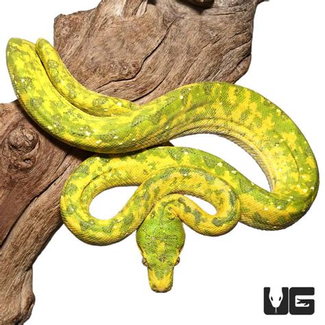 Adult Biak Green Tree Pythons Morelia Viridis For Sale Underground