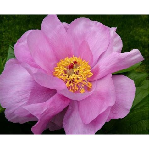 Пион May Lilac (Мэй Лилак) купить саженцы почтой из питомника «АГРОФОНД»