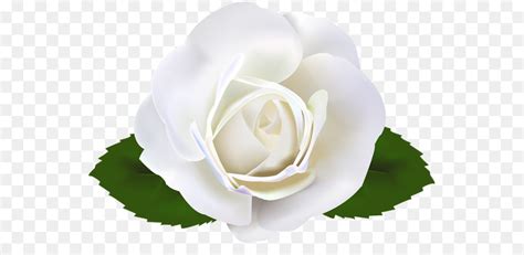 Free White Rose Transparent Background, Download Free White Rose ...