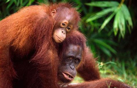 Orangutan Facts For Kids | Top 10 Amazing Facts about Orangutans