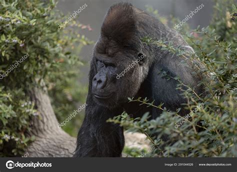 close silverback gorilla  front  camera framed greenery