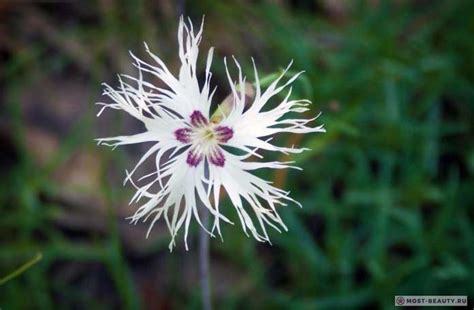 Какой самый красивый сорт гвоздики на планете