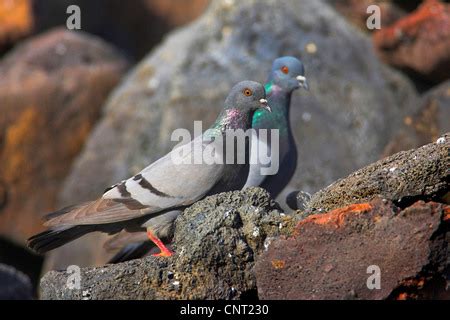 Couple Of Feral Pigeons Columba Livia Domestica Kissing During Spring