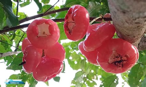 Klasifikasi Ilmiah Jambu Air Tahukah Kamu Visit Klaten
