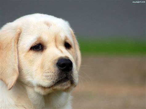 Golden Retriever Na Pulpit