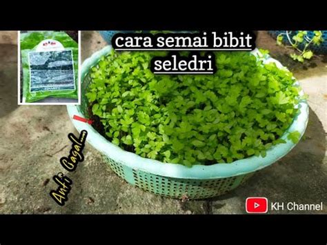 Cara Semai Biji Seledri Anti Gagal Cepat Tumbuh Subur Dan Besar Full