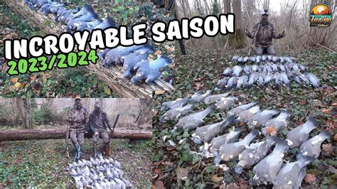 Chasse Aux Pigeons Ramiers Incroyable Saison Youtube