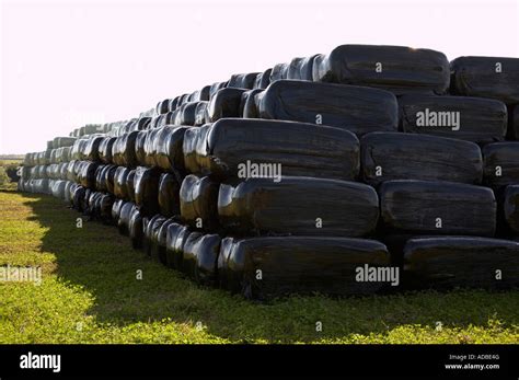 Silage Hay Bales Wrapped In Plastic Stacked On Farmland In County