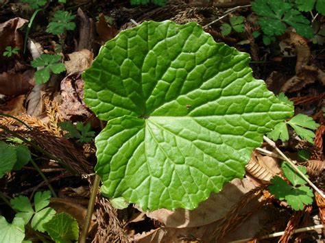 Wasabia japonica (Miquel) Matsumura