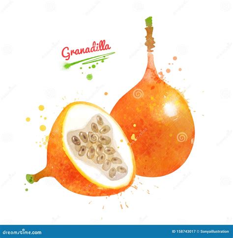 Granadilla Fruit Stock Illustrations – 642 Granadilla Fruit Stock
