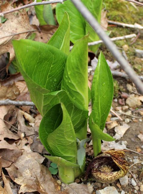 Skunk Cabbage Flowers Hide In The Woodlands Wildeherb