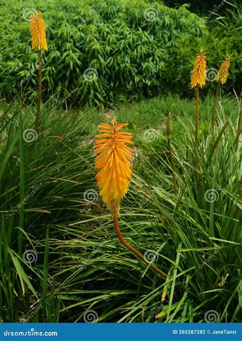 Beautiful Orange Kniphofia or Red Hot Pokers in Garden Setting Stock