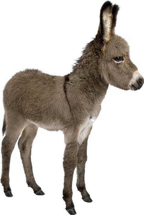 donkey png transparent images png