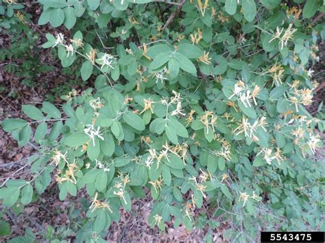 Morrow S Honeysuckle Lonicera Morrowii