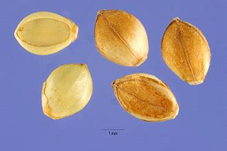 Paspalum scrobiculatum | Purdue University Famine Foods