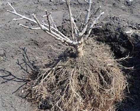 Гортензия весной: уход, обрезка после зимы, подкормка, режим полива