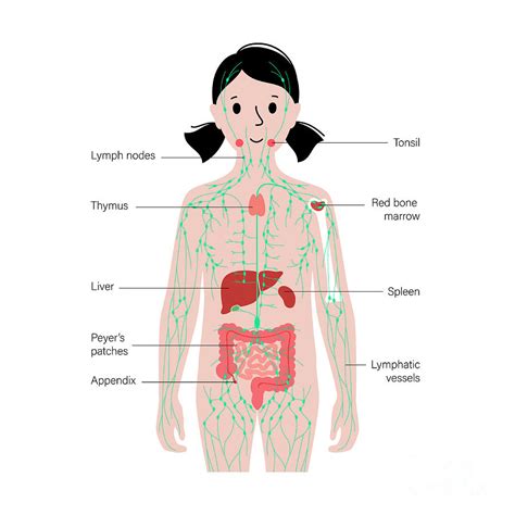 Lymphatic System And Organs Photograph By Pikovit Science Photo Library Fine Art America