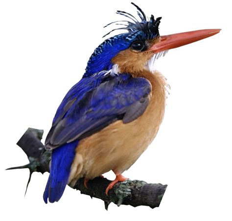 Kingfisher Bird Png Picture Png All