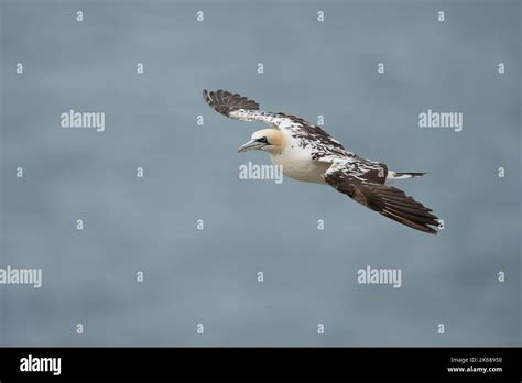 Northern Gannet Morus Bassanus A Single 3rd Year Plumaged Bird In