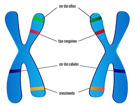Uma Característica Genética Recessiva Presente No Cromossomo Y é