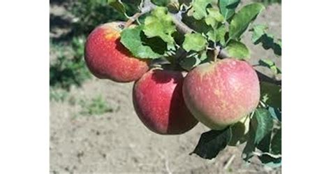 Достойнствата на ябълка сорт Флорина | Български Фермер