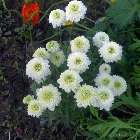 Анемона Многолетняя Махровая Фото Цветов В Саду — Фото Картинки