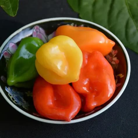 Trinidad Scorpion Pepper Platt Hill Nursery