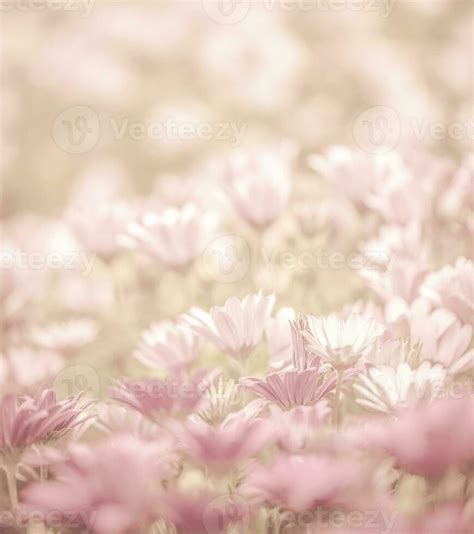 Daisy flowers field 36452368 Stock Photo at Vecteezy