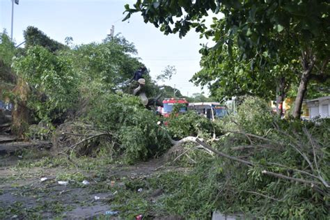 Murió Mujer Tras Caerle Un árbol En Barranquilla Cerro Murillo Stereo