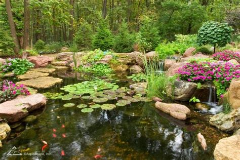 Pond Maintenance Tips Pond Filtration Aquatic Plants