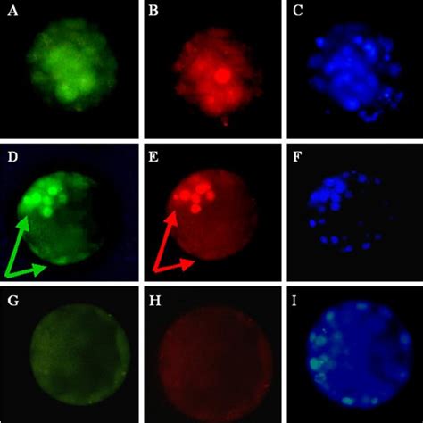 In Situ Hybridization Of Nanog In The Human Pre Implantation Embryo A